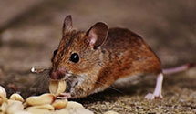 24 Hour & Emergency Exterminators in Accord, MA